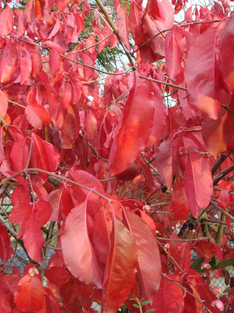 Euonymus hamiltonianus var.yedoensis P1A